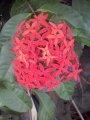 Ixora rouge - Origine : Inde et Océanie  Floraison abondante  Hauteur : 2 / 3 mêtres  Utilisation : en pied isolé ou en massif ou en haies